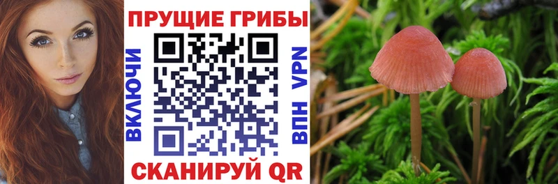 Галлюциногенные грибы MAGIC MUSHROOMS где продают Подпорожье